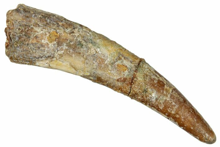 Fossil Pterosaur (Siroccopteryx) Tooth - Morocco #274332